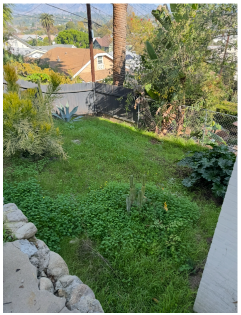 Overgrown hillside backyard before cleanup