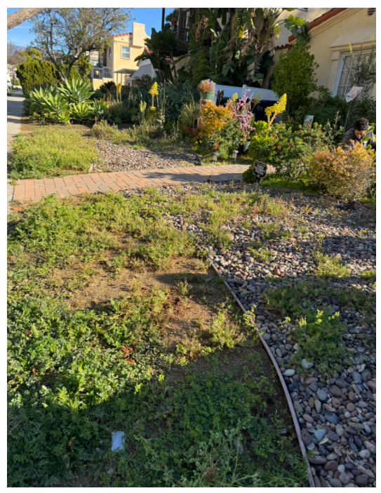 Overgrown front yard with weeds before cleanup