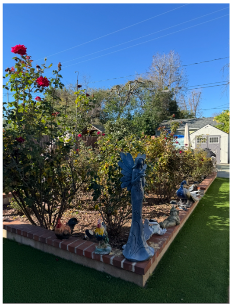 Overgrown rose garden with dense foliage before pruning