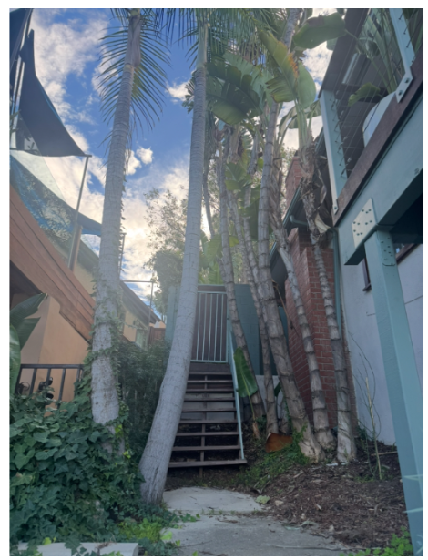 Side yard blocked by large fallen palm trunk